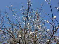 美到爆！普宁市五大赏梅区最佳赏梅时间预测及出游路线！