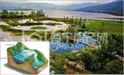 湿地净水功能.jpg